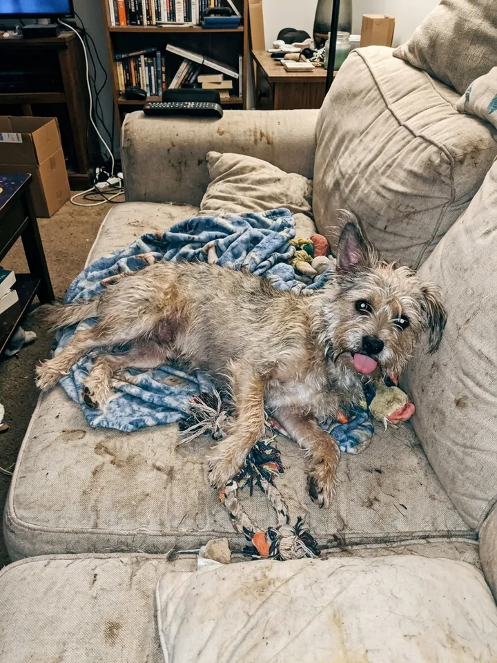 Slide 5: the real photo, the dog sprawled on the dirty sofa